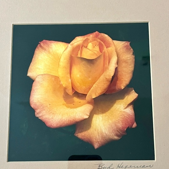 Framed Peach Rose Photograph By Bud Hereman Wall Art Decor 12/13 Inch - Picture 7 of 14
